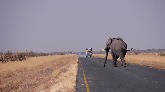 botswana, elephant, road, animal themes, horse, mammal, domestic animals