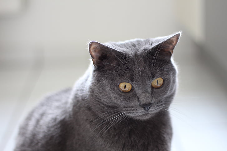 Chartreux, chat, animaux, animal de compagnie, chat domestique, un animal, animaux de compagnie