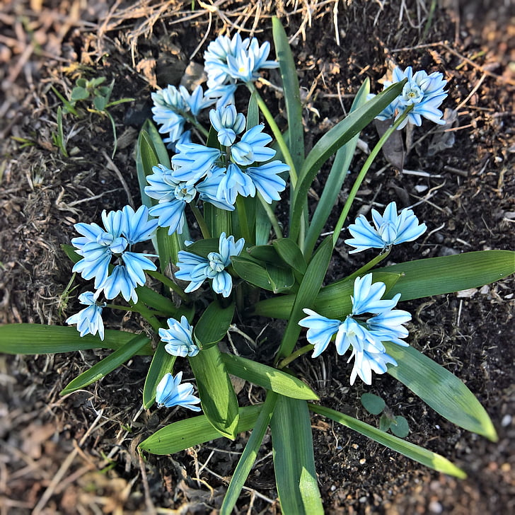chionodoxa luciliae, bell hyacinth, spring flower, bright blue flowers, with dark stripes, in bell shape, pretty