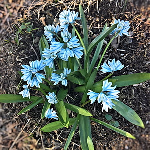 chionodoxa luciliae, ผักตบชวาระฆัง, ดอกไม้ฤดูใบไม้ผลิ, ดอกไม้สีฟ้าสดใส, มีลายเส้นสีดำ, ทรงระฆัง, สวย