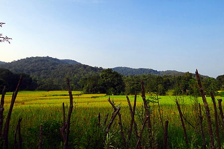 rijstvelden, rijst, velden, platteland, platteland, landbouw, landschap