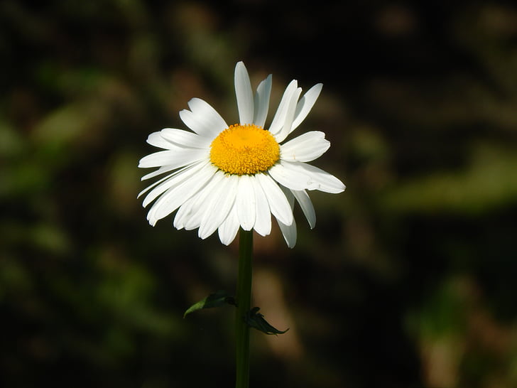 Daisy, vit blomma, trädgård