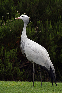 Nam Phi, vườn route, Blue crane, loài chim quốc gia, Cape, con chim, nguy cơ tuyệt chủng