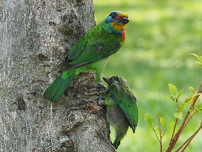 colored birds, monk, quasi woodpecker, nestling, parent birds, curious, bird