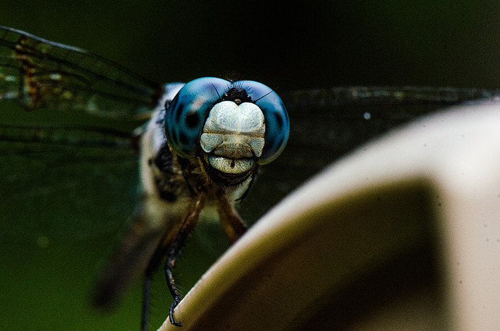 Dragonfly, hmyz, makro, Příroda