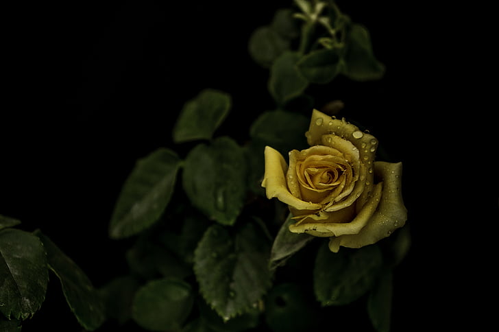 Rose, giallo, foglie, scuro, fiori, petali di, primavera