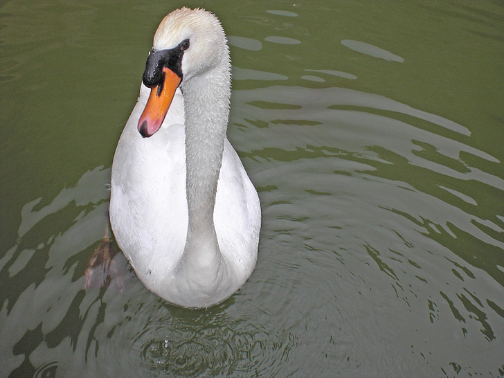 swan, ave, nature, fauna, animal