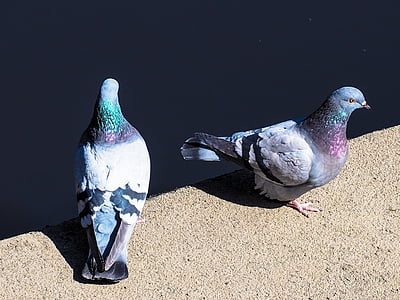 pigeons, water, bird, romantic, animals, plumage, wildlife photography