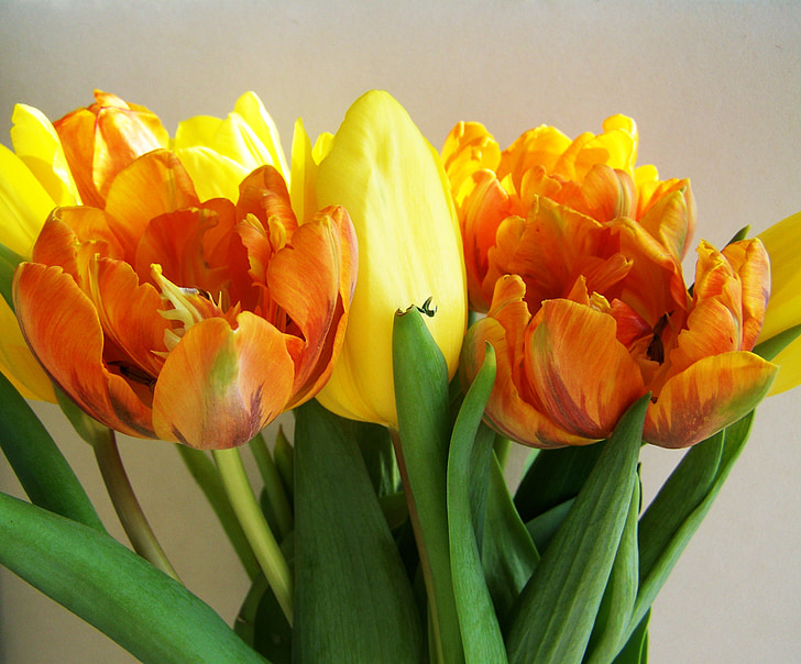 tulpių puokštė, geltona-oranžinė, skintų gėlių, tulpė, Gamta, geltona, puokštė