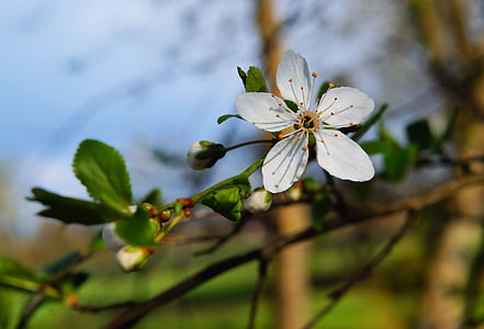 Blossom, Bloom, äppelblom, vit, äppelträd, våren, träd