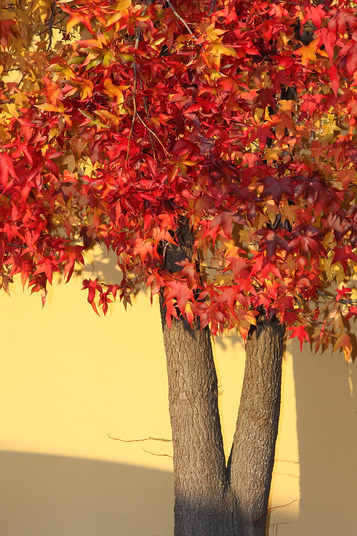 rudenį, medžiai, spalva, Klevas, Gamta, lapai, raudona