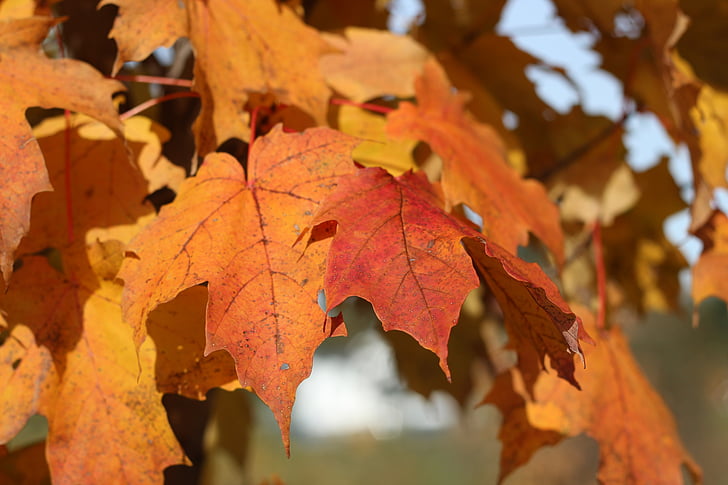 leaves, fall, tree, nature, orange, autumn, foliage