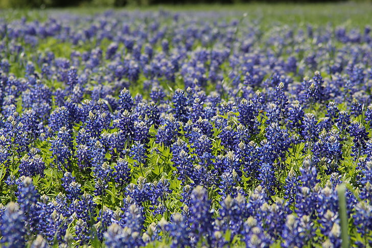 bluebonnet, plant, blue, field, texas, spring