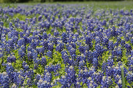 bluebonnet, plante, blå, felt, Texas, forår