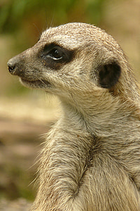 meerkat, animal, keep an eye out, watch, wildlife photography, nature, zoo