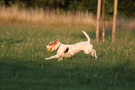 dog, play, ball game, movement, meadow, romp, ball