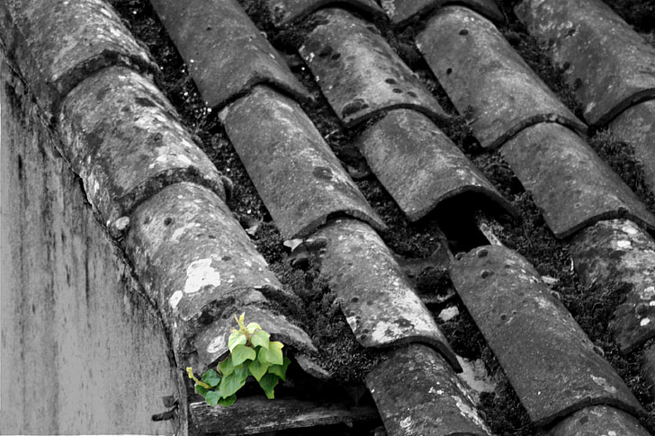 Ivy, strecha, dlaždice