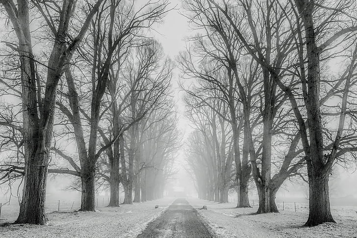 winter, snow, trees, road, travel, fields, farm