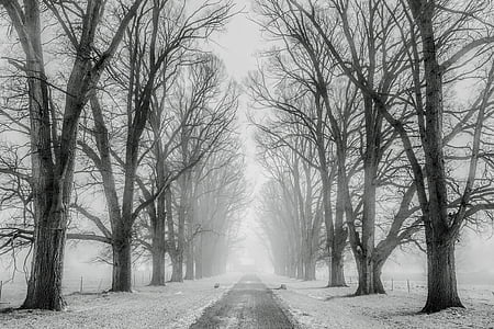 winter, snow, trees, road, travel, fields, farm