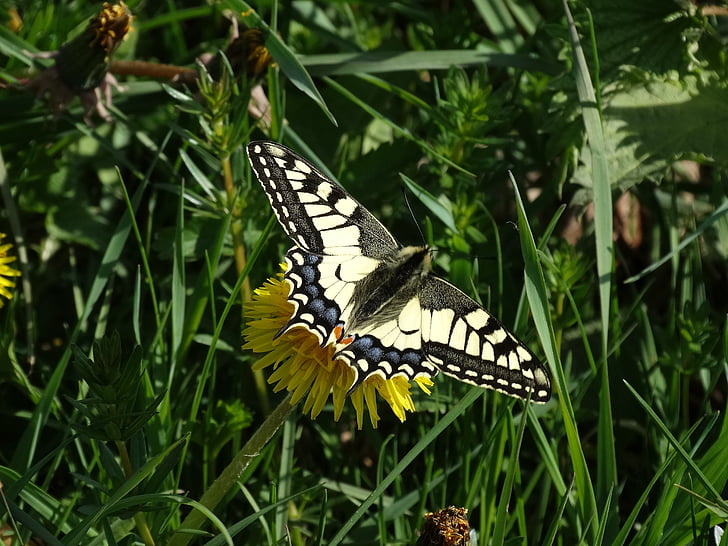 Schmetterling, Natur, Schwalbenschwanz, Blatt-Insekten, in der Nähe
