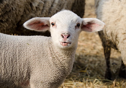 羔羊, 逾越节的筵席, schäfchen, 可爱, 动物, 羔羊, 草甸