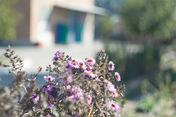 purple, pink, flower, plants, flowers, focus on foreground, no people