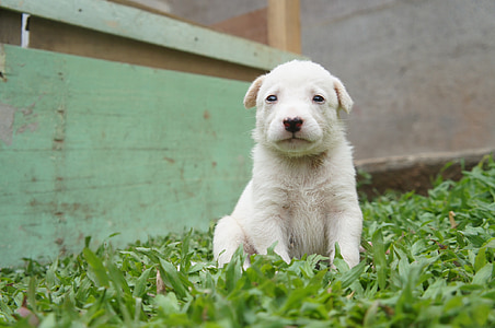cucciolo, pelliccia bianca, animale domestico, cane, carina