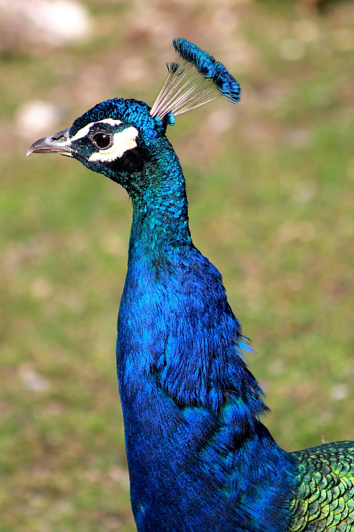 peacock, bird, animal, zoo