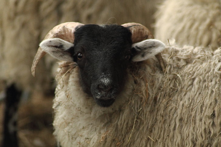 pecore, Schafkopf, gregge di pecore, animale, testa, azienda agricola, agricoltura
