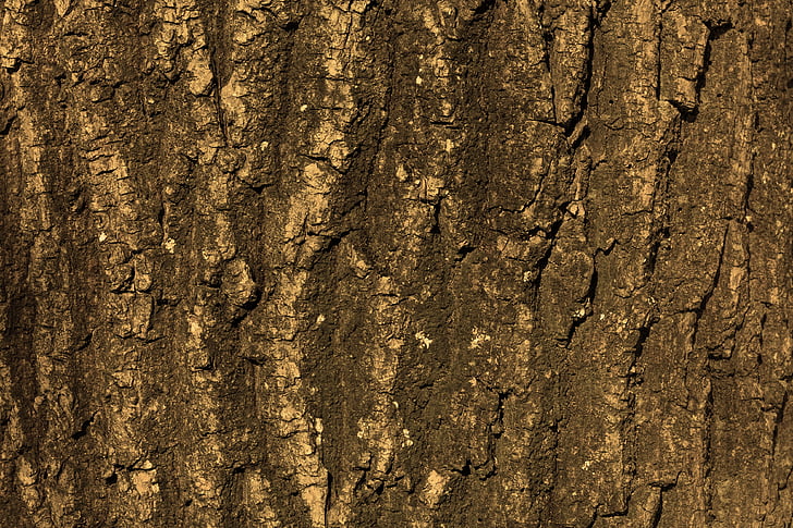 texture, tree, bark, background, structure, nature, wood