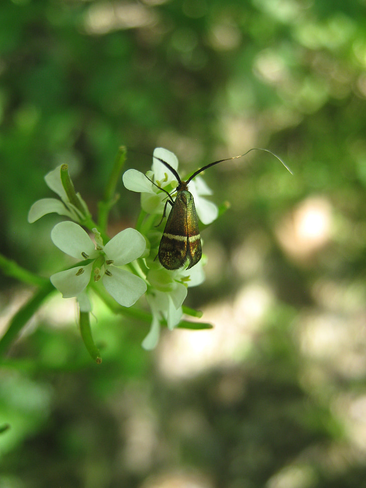 Beetle, kukka, hyönteinen