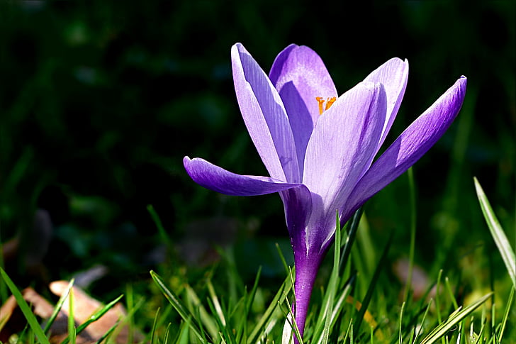 krokas, gėlė, violetinė, pavasarį, Gamta, violetinė, augalų