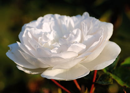 Rosa, blanc, flor, flor, natura, fragant, planta