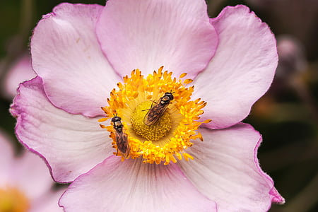 õis, Bloom, roosa, lill, sügisel anemone, Anemone hupehensis, hahnenfußgewächs