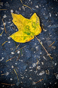 blad, herfst, natuur, Gouden herfst, Kleur, herfst, Herfstbladeren