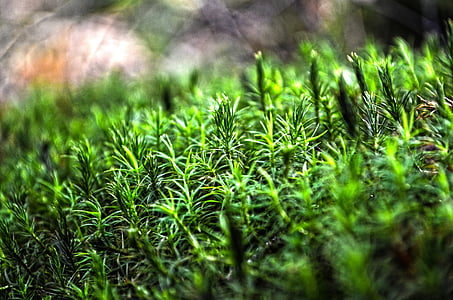 natuur, bos, Moss, groen, groene kleur, plant, gras