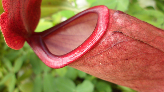 carnivorous plant, plants, red, exotic, nature, tropical, pitcher