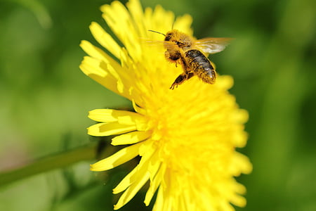 bee, flight, dandelion, flowers, pollen, forage, insects
