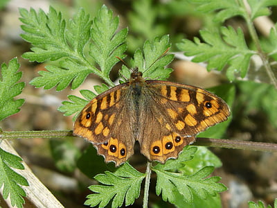 Lasiommata megera, Schmetterling saltacercas, margenera, Schmetterling, Lepidopteran, orange Schmetterling