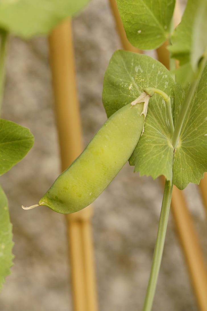 Pea pod, hạt đậu, thực vật hạt đậu, phát triển, rau quả, màu xanh lá cây, khỏe mạnh