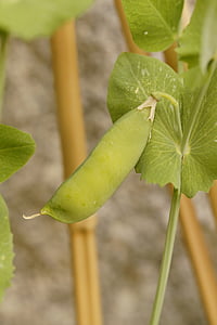 pea pod, pea, pea plant, grow, vegetables, green, healthy