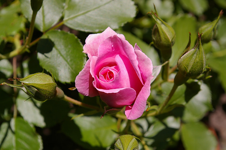 ökade, rosa ros, doftande ros, rosenträdgården, Blossom, Bloom, Rosen blommar