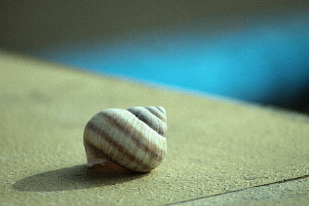 snail, empty shell, snail shell, striped, light, shadow