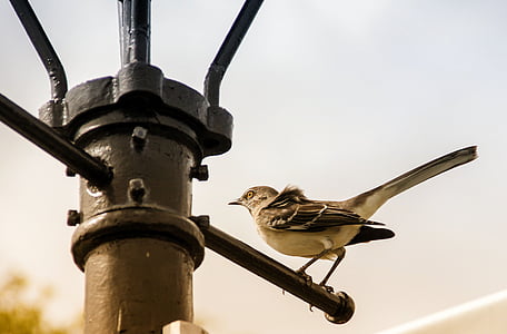 uccello, Arroccato, urbano, Lanterna, alberino della lampada