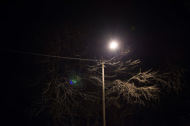 brown, leaf, tree, nighttime, post, power lines, light