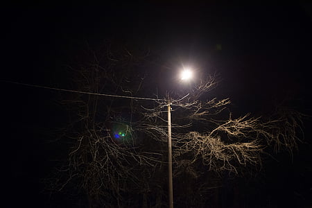 maro, frunze, copac, pe timp de noapte, post, linii electrice, lumina