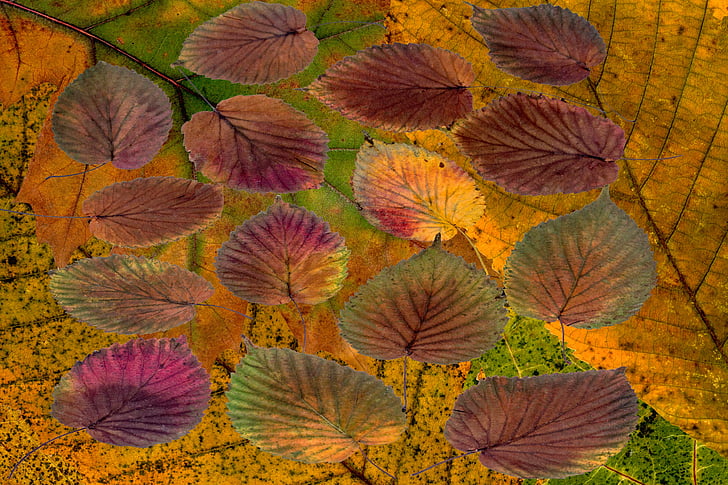 leaves, colorful, autumn