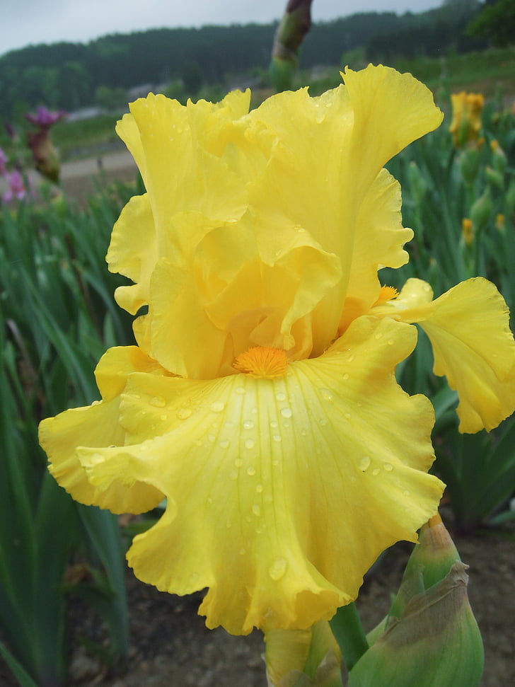 blommor, Iris, tyska iris