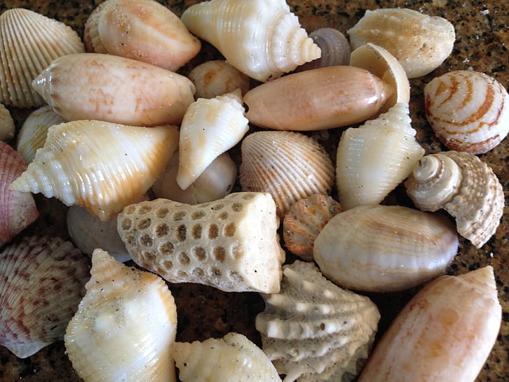 Shell, muslingeskaller, havet, skaller, Beach, Florida, Ocean