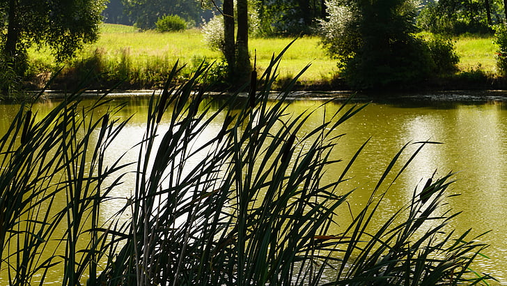 jezero, Reed, zelena, vode, krajolik, priroda, biljka